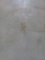 Stagmatoptera femoralis