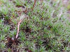 Polytrichum piliferum