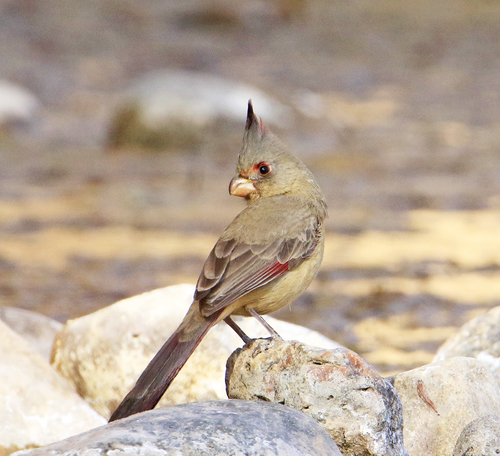 Pyrrhuloxia photographed in New Mexico