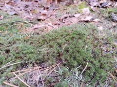 Polytrichum piliferum