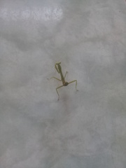 Stagmatoptera femoralis