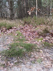 Polytrichum piliferum