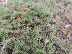 Polytrichum piliferum