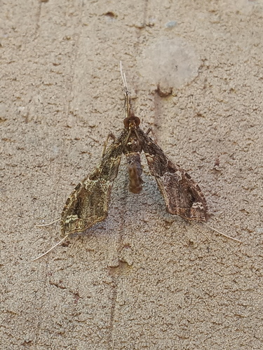 Lineodes triangulalis