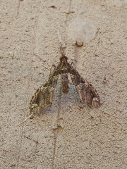 Lineodes triangulalis