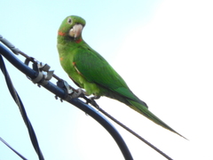 Psittacara leucophthalmus