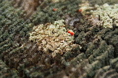Cladonia didyma