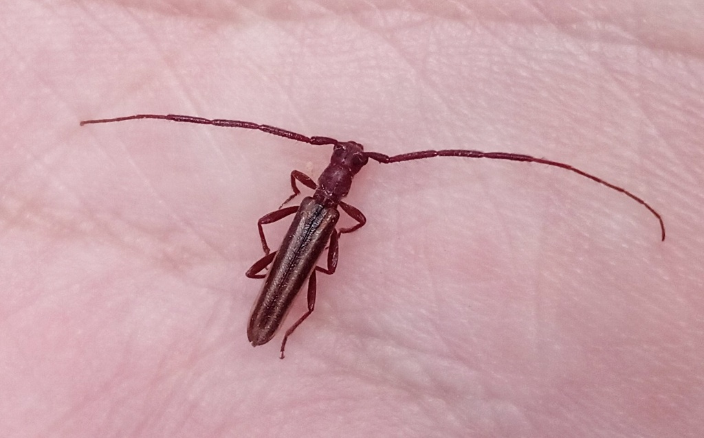 Temnopis latifascia