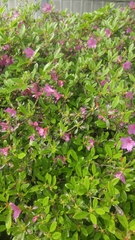 Xylocopa appendiculata