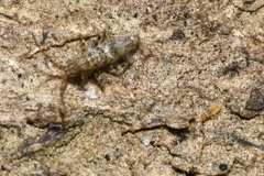 Entomobrya dorsalis