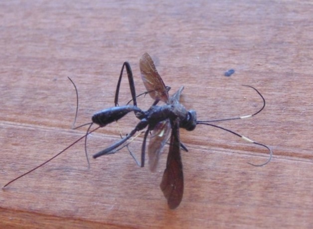 Dotocryptus pedisequus
