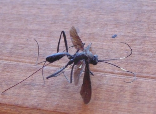 Dotocryptus pedisequus