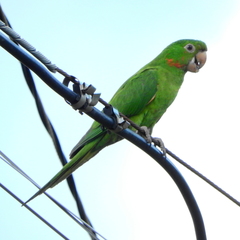 Psittacara leucophthalmus