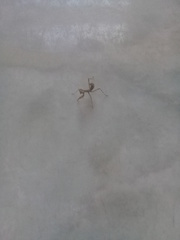 Stagmatoptera femoralis