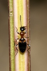 Anthelephila pedestris