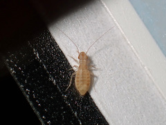 Trogium pulsatorium