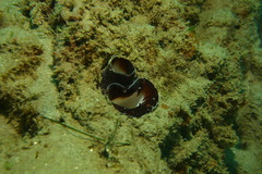 Zirfaea pilsbryi