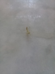 Stagmatoptera femoralis