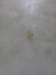 Stagmatoptera femoralis