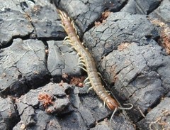 Akymnopellis