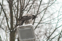 Corvus cornix
