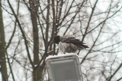 Corvus cornix
