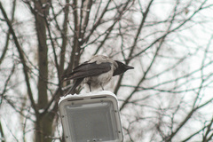 Corvus cornix