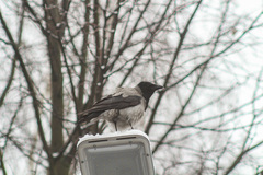 Corvus cornix