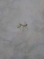 Stagmatoptera femoralis