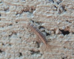 Heterolepisma annectens