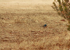 Malurus cyaneus cyanochlamys