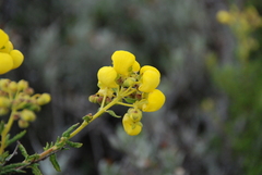 Calceolaria inamoena