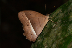 Taygetis sylvia