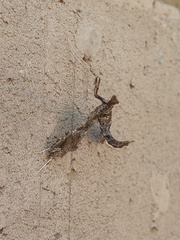 Lineodes triangulalis