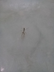 Stagmatoptera femoralis