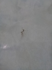 Stagmatoptera femoralis