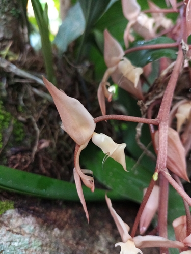 Gongora unicolor (Gongora unicolor)