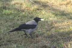 Corvus cornix