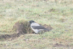 Corvus cornix