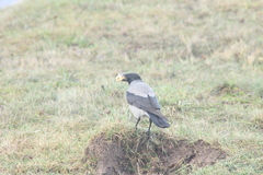 Corvus cornix