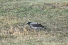 Corvus cornix