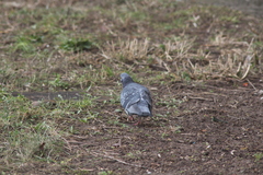 Columba livia domestica