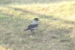Corvus cornix