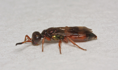 Cleptes semiauratus