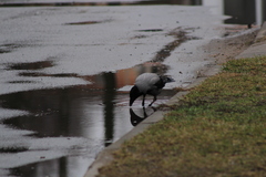 Corvus cornix