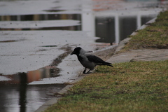 Corvus cornix