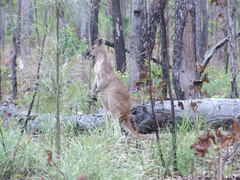 Osphranter antilopinus