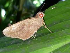 Erionota hiraca
