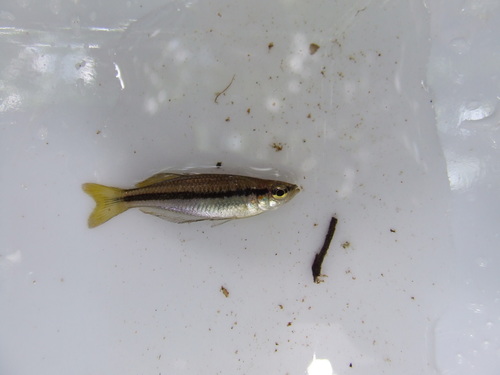 Melanotaenia nigrans