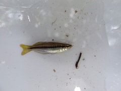 Australian Redtailed Rainbowfish photo 2